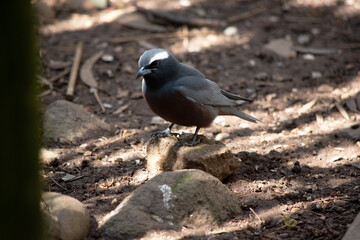 the white browed woodswallow is standing on a rock