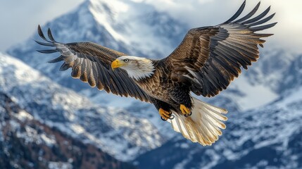 Obraz premium Cinematic Wildlife Photography of a Bald Eagle Soaring Over Snow-Capped Mountains with the Alps in the Background
