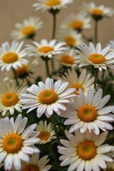 Obraz premium Close-Up of White Daisies with Bright Yellow Centers