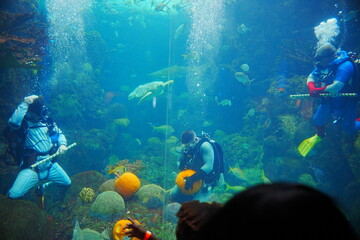 Fototapeta premium Tampa, Florida, USA: 10 20 2024: Florida Aquarium scuba diving for Halloween Decoration in Fishing tank