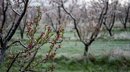Fruit blossom flowers covered in ice frozen petals Central Otago New Zealand