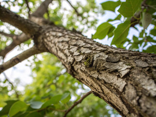 Fototapeta premium trunk. tree, nature, forest, trunk, branch, trees, old, wood, leaf, plant, leaves, spring, oak, sky, park, summer, foliage, bark, garden, environment, branches, up, growth
