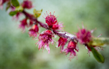 Fruit blossom flowers covered in ice frozen petals Central Otago New Zealand