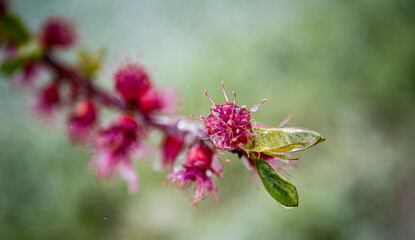 Fruit blossom flowers covered in ice frozen petals Central Otago New Zealand