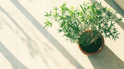 Lush Green Bamboo Plant in a Terracotta Pot Casting Shadows on Bright Tiled Floor in a Sunlit Indoor Space for Relaxation and Calm Ambiance