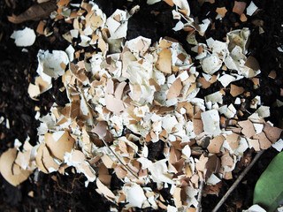 egg shell for plantting vegetable and composs in soil good for plant