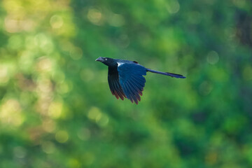 Greater Ani (Crotophaga major) in flight. Anis are bizarre black cuckoos with long floppy tails and...
