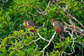 Flying Hoatzin (Opisthocomus hoazin) with crest raised in the Amazon rainforest at Ecuador, South...