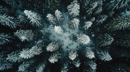 Aerial View of Snow-Covered Evergreen Trees in a Dense Forest with Gentle Snowfall Creating a Magical Winter Wonderland Atmosphere and Scenic Beauty