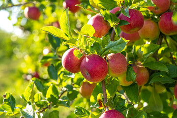 Red ripe juicy apples on a branch in the garden. Apple orchard. Apple trees. Rural garden. Ripe red apples on a tree. Apple on tree in the garden.