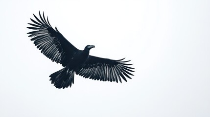 Obraz premium Black Vulture in Flight