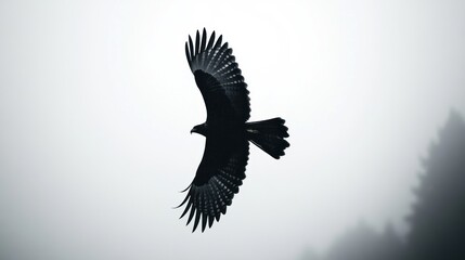 Obraz premium Silhouette of a Hawk in Flight
