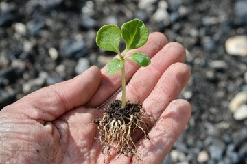 Tender green seedling with visible roots gently held in hand against a natural outdoor background, symbolizing growth, nurturing, and hope for the future in a fresh atmosphere..