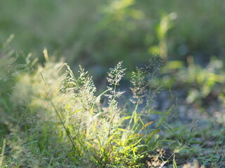 sunlight grass flied and blur background bokeh sweet flower
