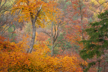 Autumn forest. Fall nature. Autumn picturesque background. Vibrant color tree, red orange foliage in fall park. Nature change Yellow leaves in october season. Autumn forest on a sunny day. Krusne Hory