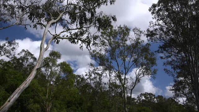 Wide shot tall Australian Forest Red Gumtrees -Tereticornis- green leaves sunny cloudy day Queensland copy space