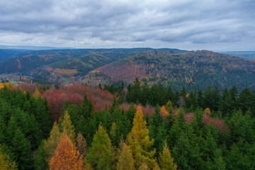 Autumn forest. Fall nature. Autumn picturesque background. Vibrant color tree, red orange foliage in fall park. Nature change Yellow leaves in october season. Autumn forest on a sunny day. Krusne Hory