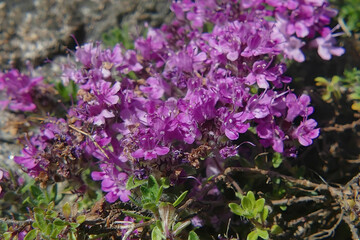 Wild thyme blooming with vibrant purple flowers in spring