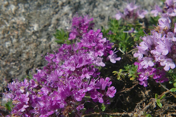 Wild thyme blooming near rocks in the mountains