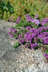 Wild thyme growing on a rock in a garden
