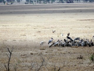 Vultures and marabou stork feasting on carcass in savannah