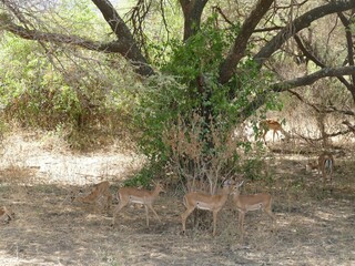 Impalas seeking shade under a tree in african savanna