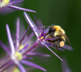 A little bee gathers pollen from a purple flower.