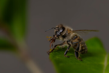 A bee sits on a green leaf, and grooms itself.