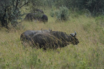 Africa Big Five---Buffalo One of the most dangerous animal in Africa © Flaneur
