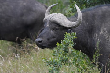 Africa Big Five---Buffalo One of the most dangerous animal in Africa © Flaneur