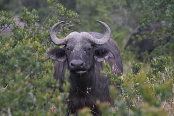 Africa Big Five---Buffalo One of the most dangerous animal in Africa © Flaneur