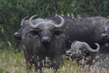 Africa Big Five---Buffalo
One of the most dangerous animal in Africa