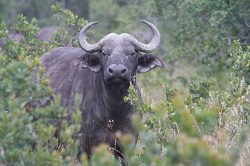 Africa Big Five---Buffalo
One of the most dangerous animal in Africa