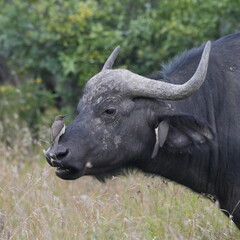 Africa Big Five---Buffalo One of the most dangerous animal in Africa © Flaneur