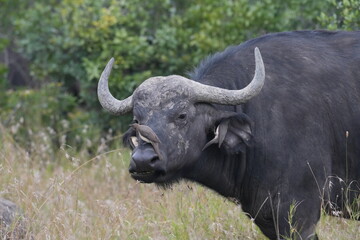 Africa Big Five---Buffalo One of the most dangerous animal in Africa © Flaneur