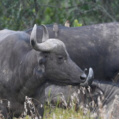 Africa Big Five---Buffalo One of the most dangerous animal in Africa © Flaneur