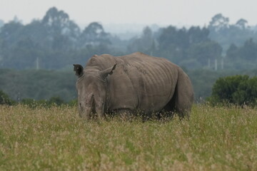 Africa Big Five---Rhino(white & black) One of the most endangered animal species in the world © Flaneur
