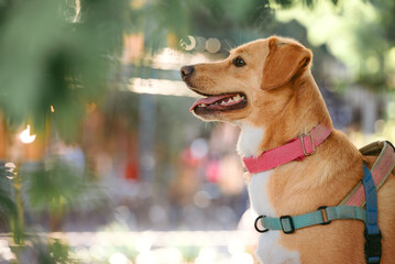 side portrait of a dog in a park