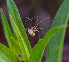 A harvest spider crawls through some leafy green plants.
