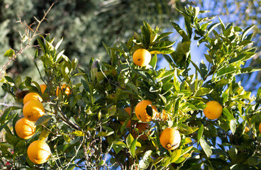 orange tree up close branches blooming