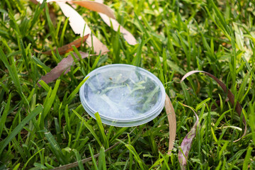 clear lid for chips on green grass