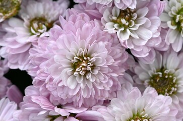 Chrysanthemum morifolium flowers. Many people enjoy the chrysanthemum flower exhibition, a seasonal feature of autumn in Japan.