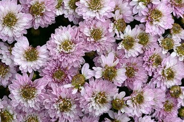 Chrysanthemum morifolium flowers. Many people enjoy the chrysanthemum flower exhibition, a seasonal feature of autumn in Japan.