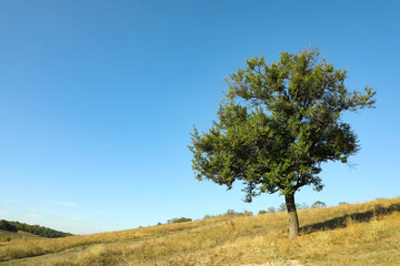 Tree with green leaves growing in field