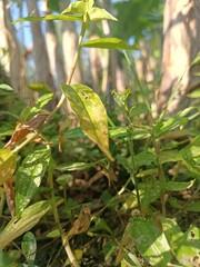 Nature picture of a beautiful green leaf