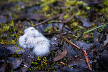 dog poop fungus growth of fuzz hair growth on grass in winter