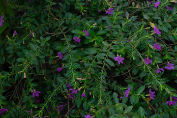 Background of small and beautiful purple flower ornamental plants