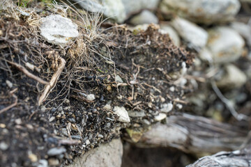 soil profile of land with soil layers of dirt, roots, organic matter, and plants in the bush and forest