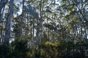 beautiful australian bush with trees, shrubs, grasses, with lots of different types, storing carbon in a  forest