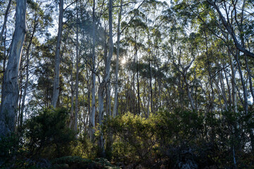 Fototapeta premium beautiful australian bush with trees, shrubs, grasses, with lots of different types, storing carbon in a forest
